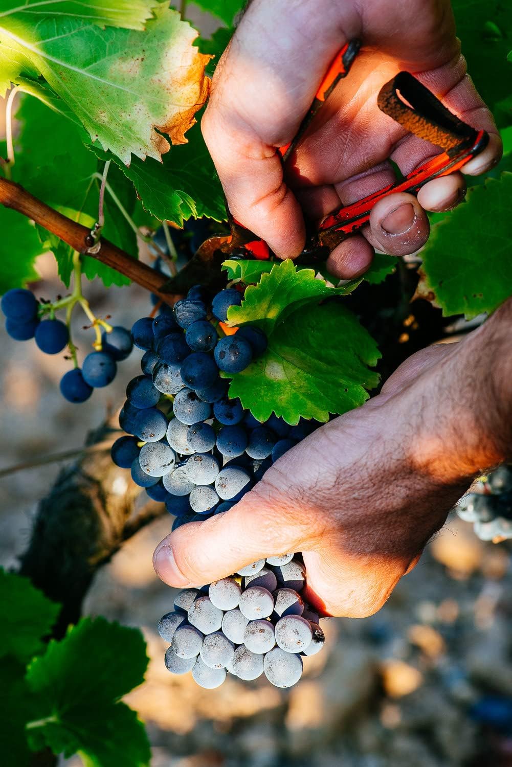 Wein-Präsentkörbe - La Grande Vinothèque Selection Bordeaux - Weinset Rotwein mit Goldmedaille in Holzkiste - Ideal als Geschenk - Herkunft: Frankreich (3 x 0,75 L) – Bild 4