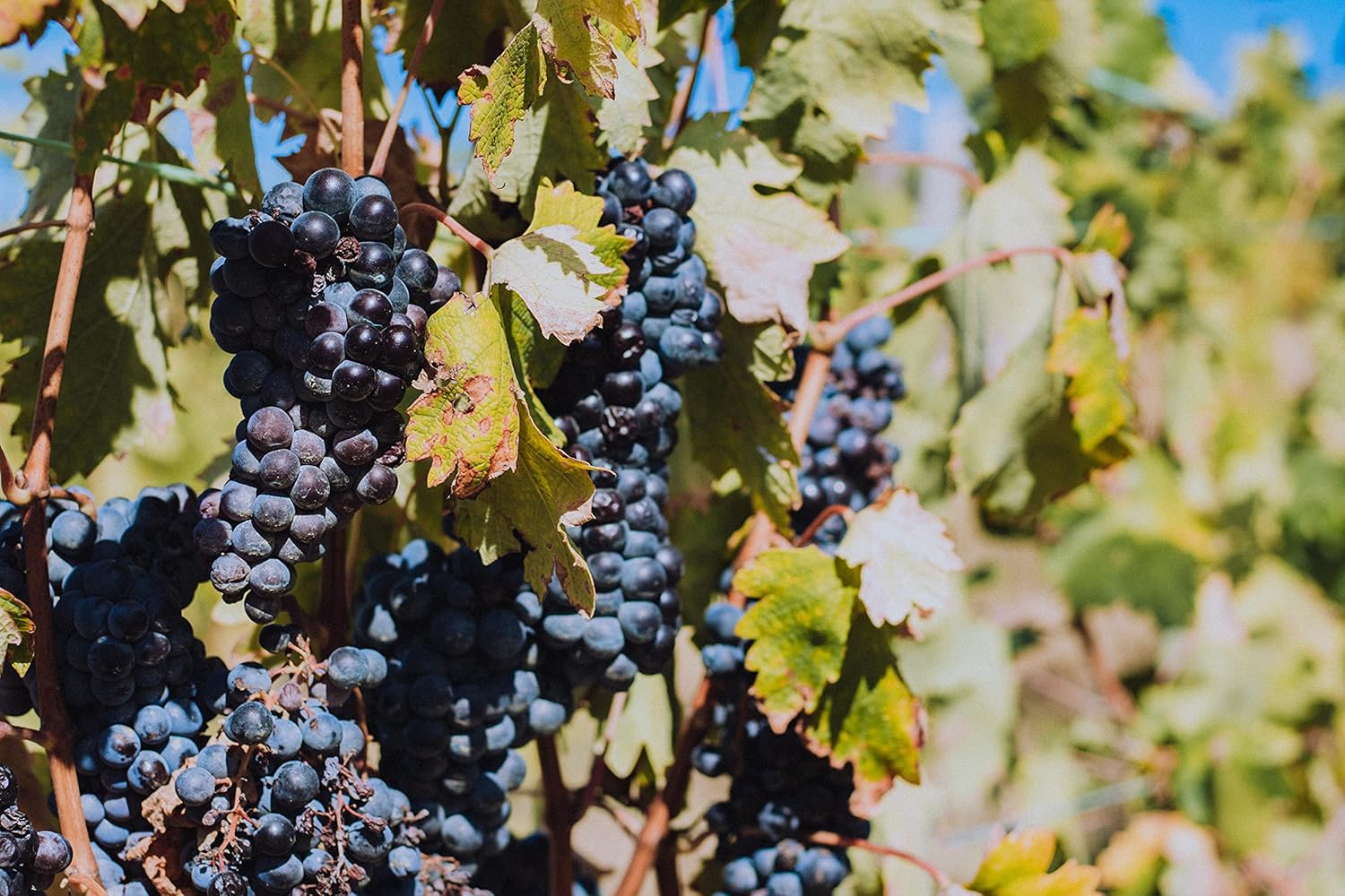 Wein-Präsentkörbe - La Grande Vinothèque - Châteaux Bordeaux - Weinprobepaket - Weinauswahl 6 Flaschen Rotwein mit Goldmedaille aus Bordeaux, Frankreich (6 x 0,75 l) – Bild 8