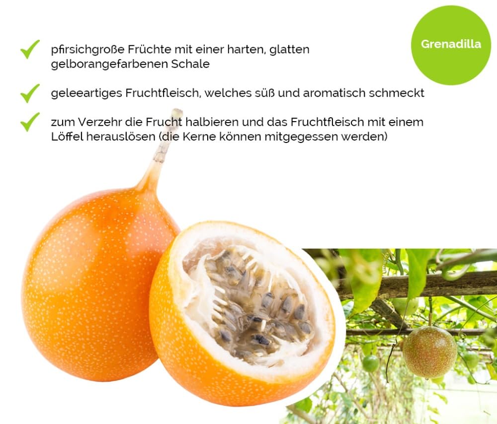 Hansen Obst Gift Box "Exotic Happiness Moments" with Gift Box "Die Margarite" - Gift with Fresh Fruit - Fruit Box - Exotic Fruits – Bild 5