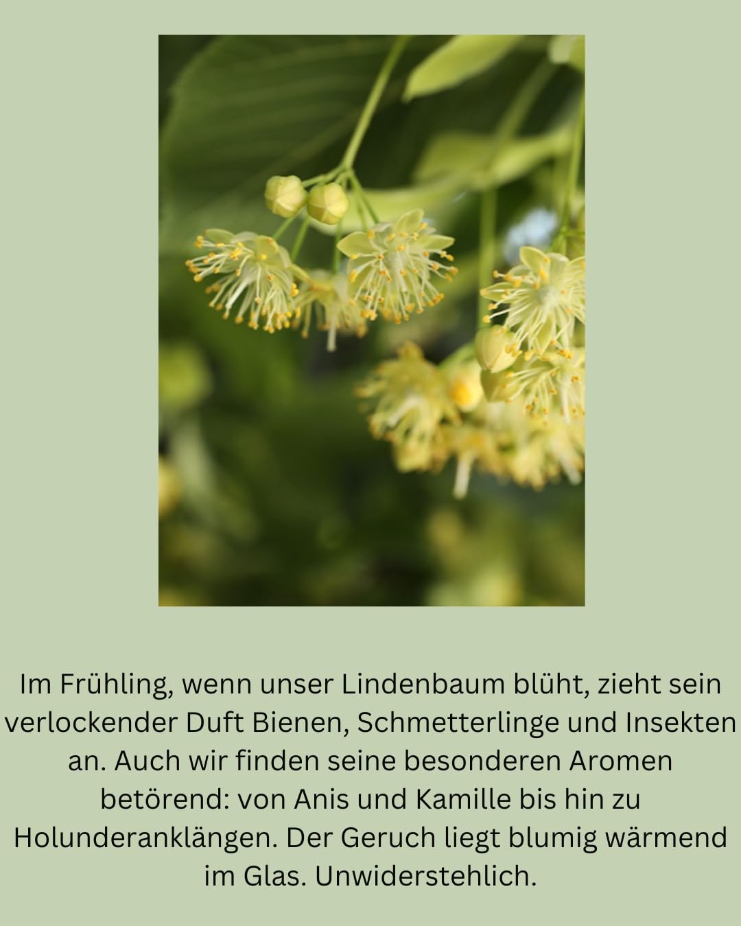 Tea Royal - Herbal Garden | Sparkling Tea | Non-Alcoholic Champagne Alternative | Non-Alcoholic Champagne Alternative | Instead of Non-Alcoholic Wine | Non-Alcoholic Aperitif (Herbal Garden) – Bild 8