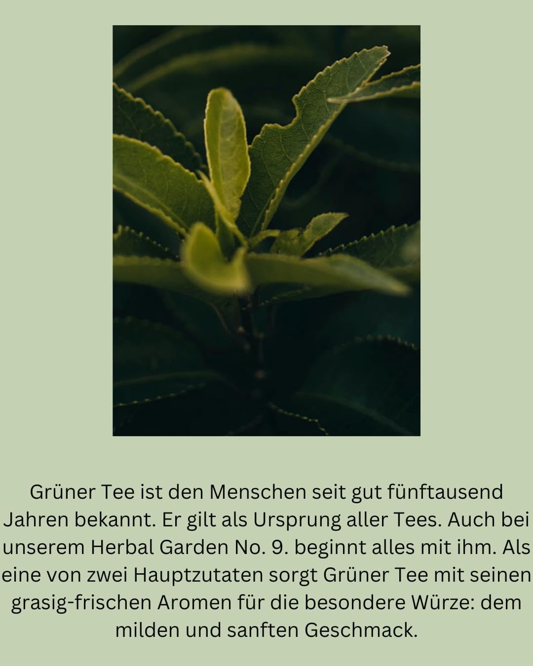 Tea Royal - Herbal Garden | Sparkling Tea | Non-Alcoholic Champagne Alternative | Non-Alcoholic Champagne Alternative | Instead of Non-Alcoholic Wine | Non-Alcoholic Aperitif (Herbal Garden) – Bild 4