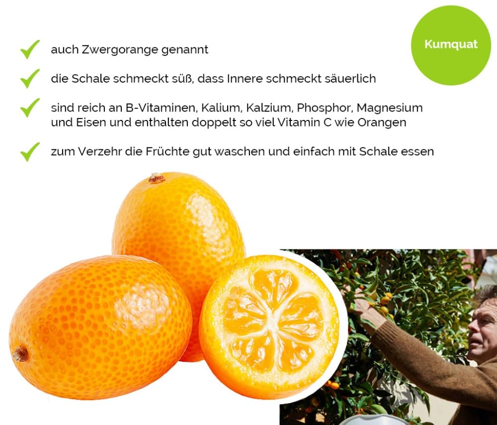 Hansen Obst Gift Box "Exotic Adventure" with Gift Box "Die Moderne" - Gift with Fresh Fruit - Fruit Box - Exotic Fruits – Bild 4
