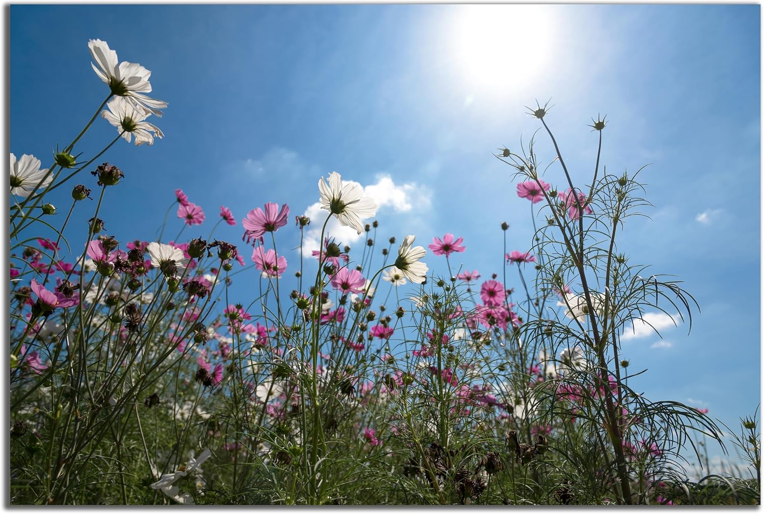 DARO Design - Wall Picture on 6 mm HDF 70 x 50 cm Flower Meadow from Below - Wall Decoration Pictures Gift – Bild 3