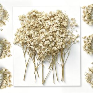 Schleierkraut Getrocknet Beige Gepresste Blumen Dried Flowers