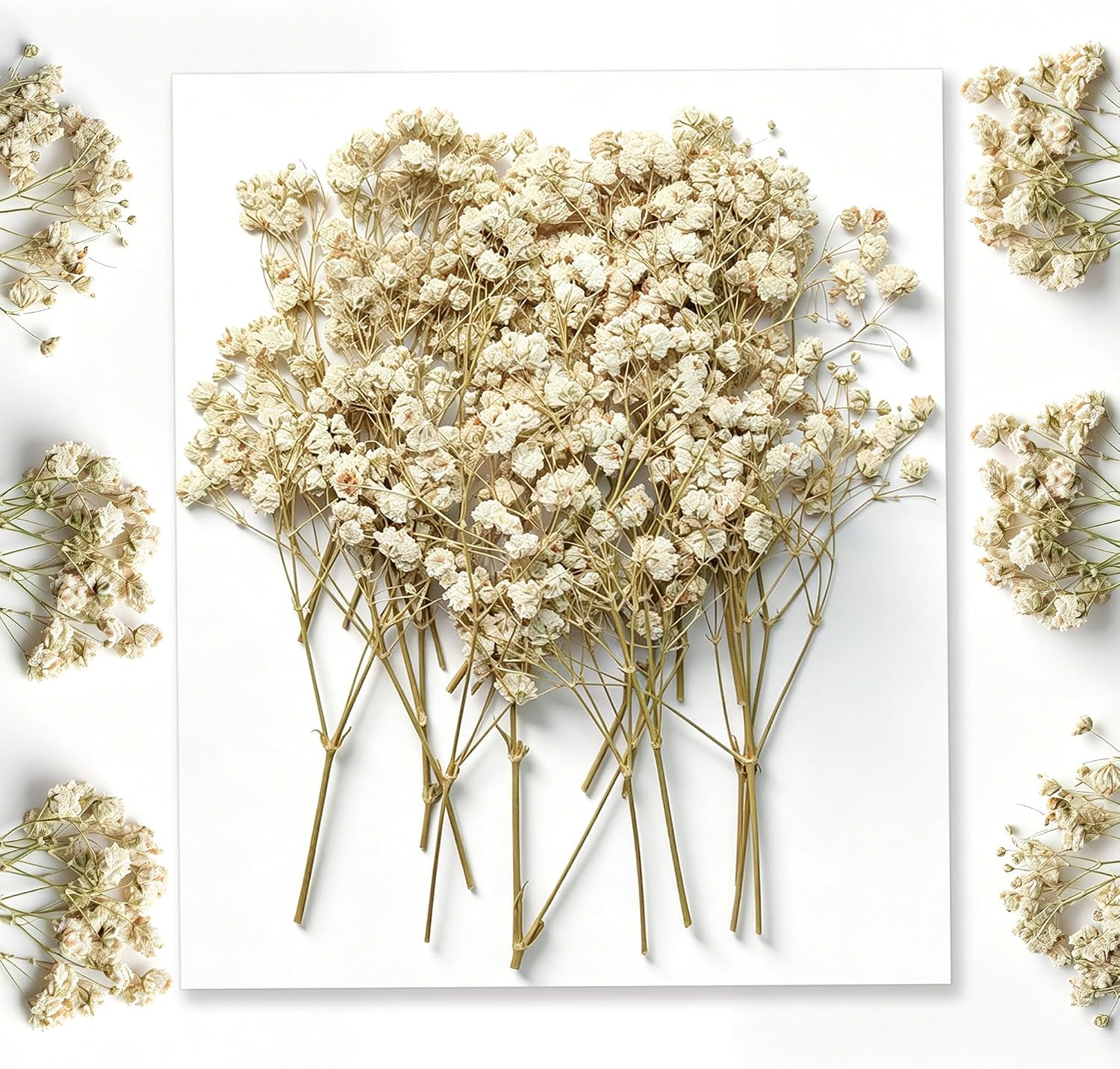 Schleierkraut Getrocknet Beige Gepresste Blumen Dried Flowers