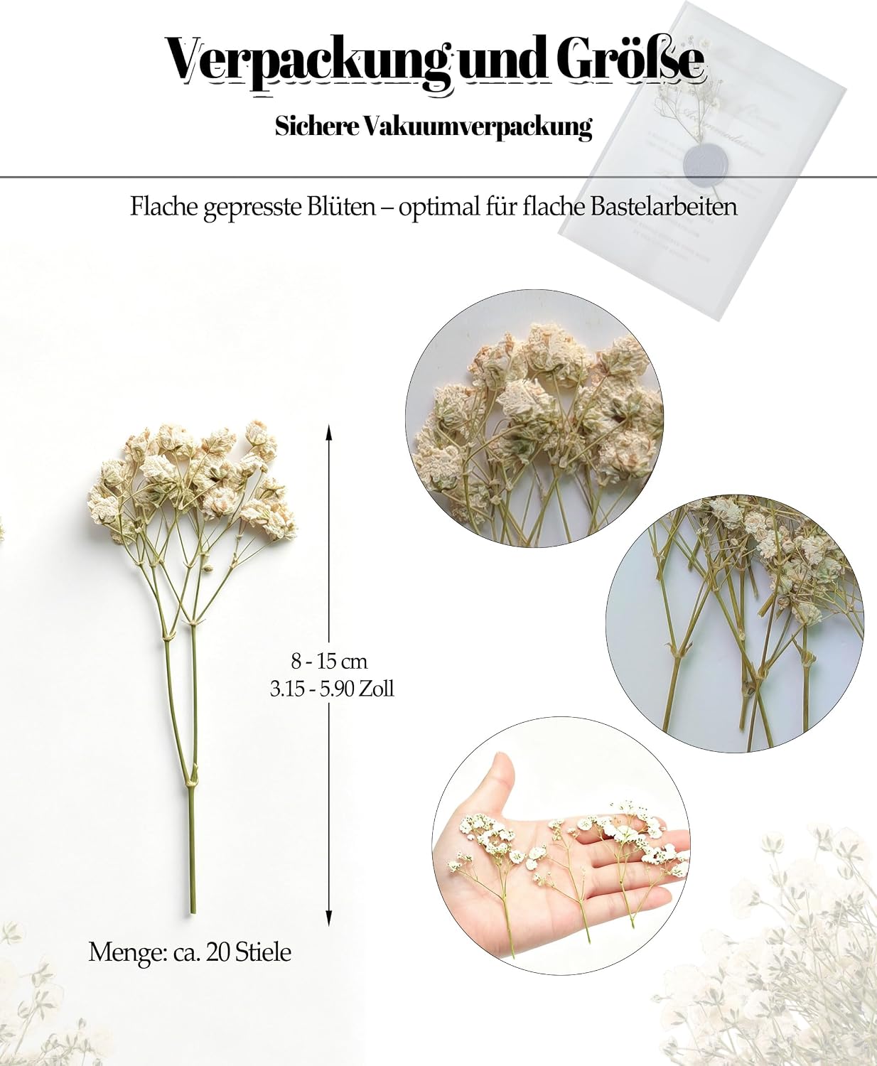 Schleierkraut Getrocknet Beige Gepresste Blumen Dried Flowers – Bild 5