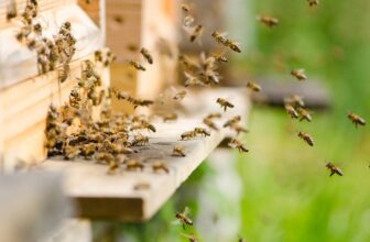 Ist Propolis eigentlich vegan? Das müsst ihr wissen!