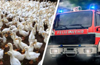 Hunderte Gänse und Hühner sterben bei Brand in Großselfingen