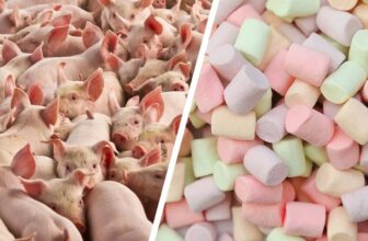 Gelatine: Welche Produkte enthalten sie?
