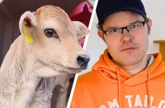 Heumilch-Heuchelei: Anbindehaltung und Kraftfutter für Premium-Milch? (Bericht)