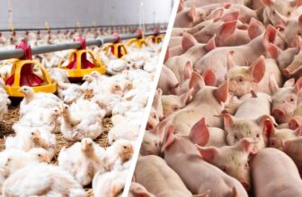 Inzucht in der Tierindustrie? Das sind die Hintergründe!