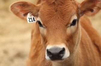 Mit veganer Ernährung gegen das Leid der Tiere