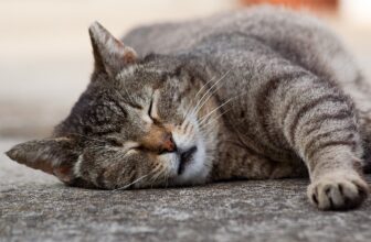 Als Veganer ständig müde – was tun?