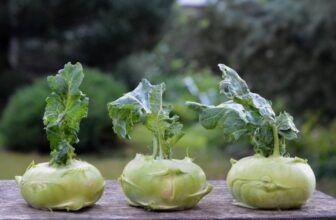 Kohlrabi-Blätter: essbar oder nicht?