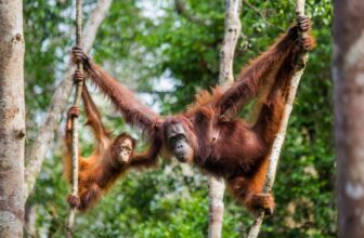 Palmöl: Wie schädlich ist es für Umwelt und Tiere? Was kann man tun?