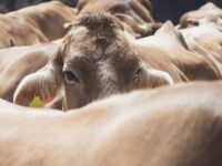 9 falsche Bio-Versprechen: So täuscht euch die Werbung!