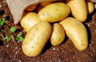 Kartoffeln roh essen: Wie giftig sind sie wirklich?