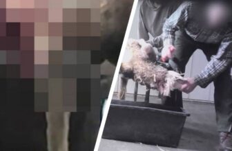 Horror-Schlachthof: Haben Kunden hier selbst getötet? Neue Aufdeckung!