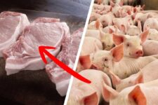 Stress macht Fleisch schlechter – trotzdem töten Schlachthöfe nicht stressfrei! (Faktencheck)