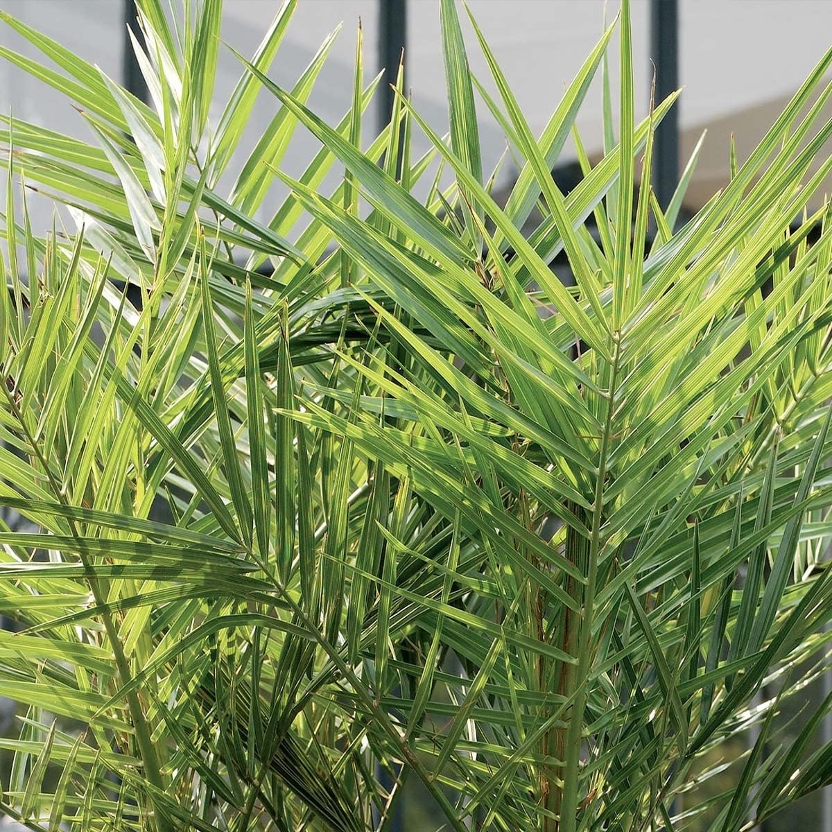 Bloomique - 2er-Set - Phoenix Canariensis - Kanarische Dattelpalme - Palme - Balkonpflanzen Winterhart - Höhe 80-100 cm - Topf 19 cm – Bild 4