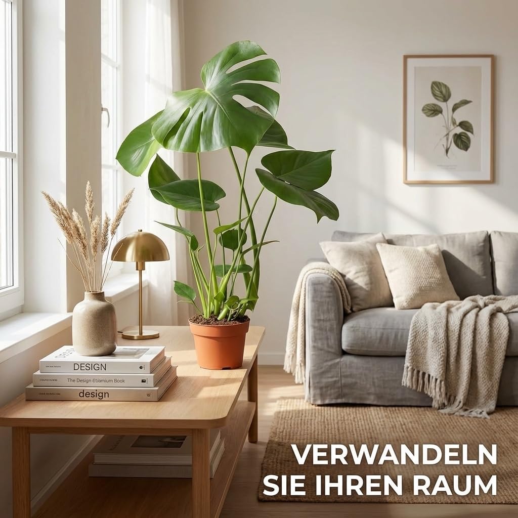 Monstera deliciosa | Window Leaf | Approx. 55-70 cm | Diameter 12-15 cm Pot | Easy Care Indoor Plants for Home and Office | Quality from Plant Professional | Ideal Room Greenery – Bild 3