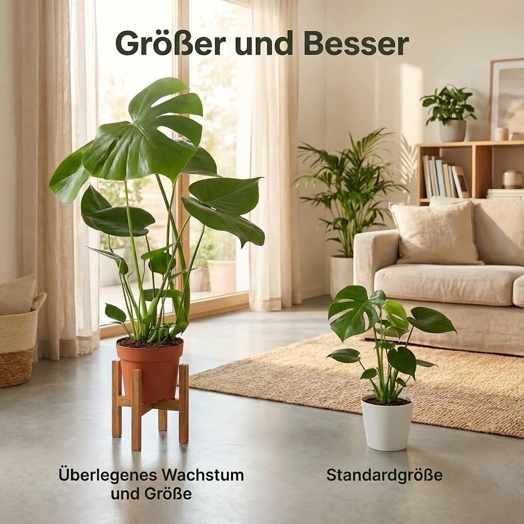 Monstera deliciosa | Window Leaf | Approx. 55-70 cm | Diameter 12-15 cm Pot | Easy Care Indoor Plants for Home and Office | Quality from Plant Professional | Ideal Room Greenery – Bild 5