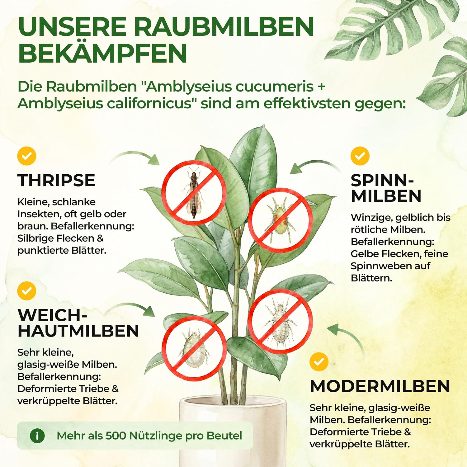 Green Guardia Predatory Mites Mix Against Thrips & Spider Mites – Bild 2