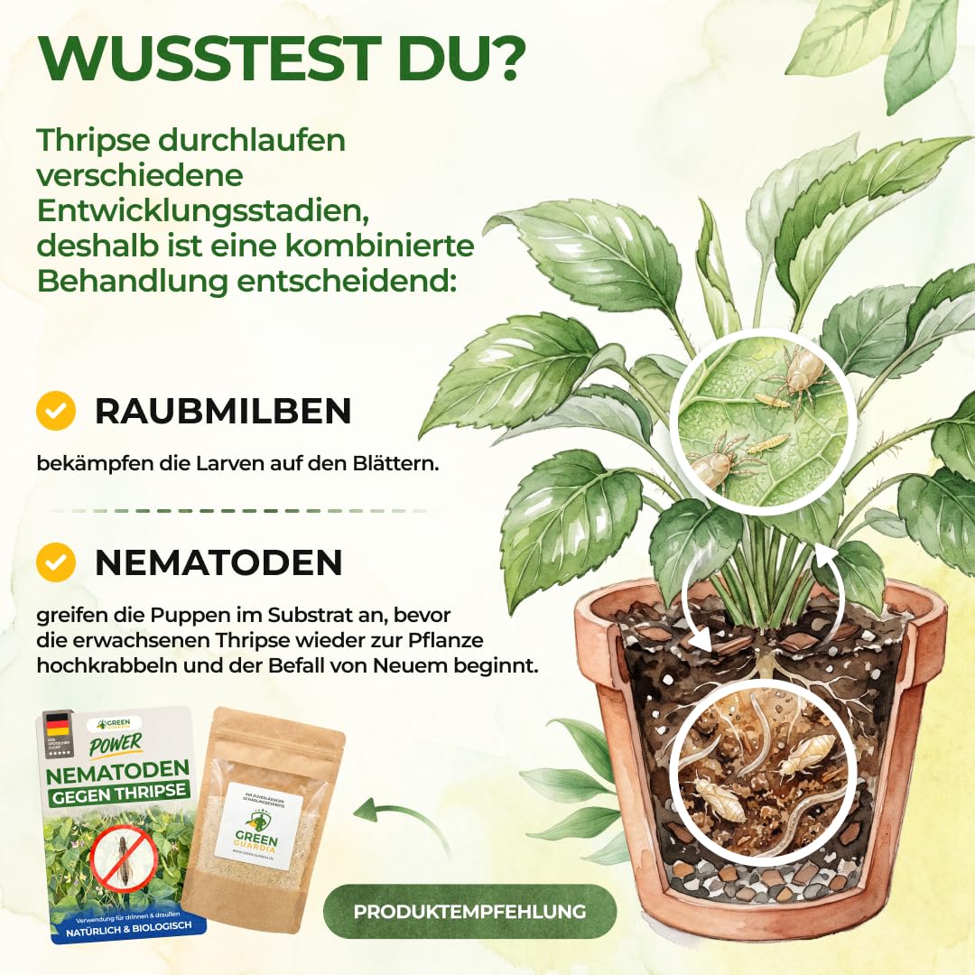 Green Guardia Predatory Mites Mix Against Thrips & Spider Mites – Bild 8