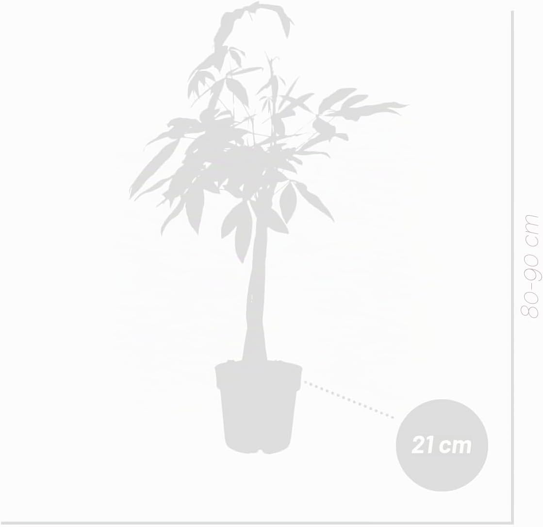 Bloomique - Pachira Aquatica - Money Tree - Water Cocoa - Indoor Plants - Air Purifying - Easy Care - Height 80-90 cm - Pot 21 cm – Bild 6
