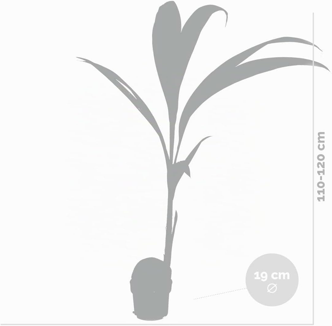 Bloomique - Cocos Nucifera - Coconut Palm - Large Indoor Plants - Easy Care - Pet Friendly - Height 100-120 cm - Pot 19 cm – Bild 5