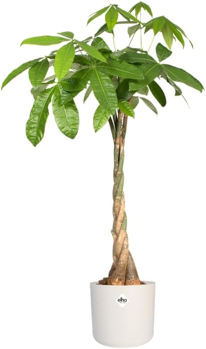 elho B.for Soft Round Flower Pot 25 cm White – Bild 6
