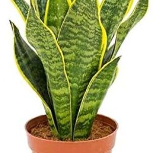 Sansevieria Trifasciata Futura Superba Approx. 30 cm - Colourful Arch Hemp Indoor Plant | Easy Care Air Purifying Modern | Ideal for Home & Office