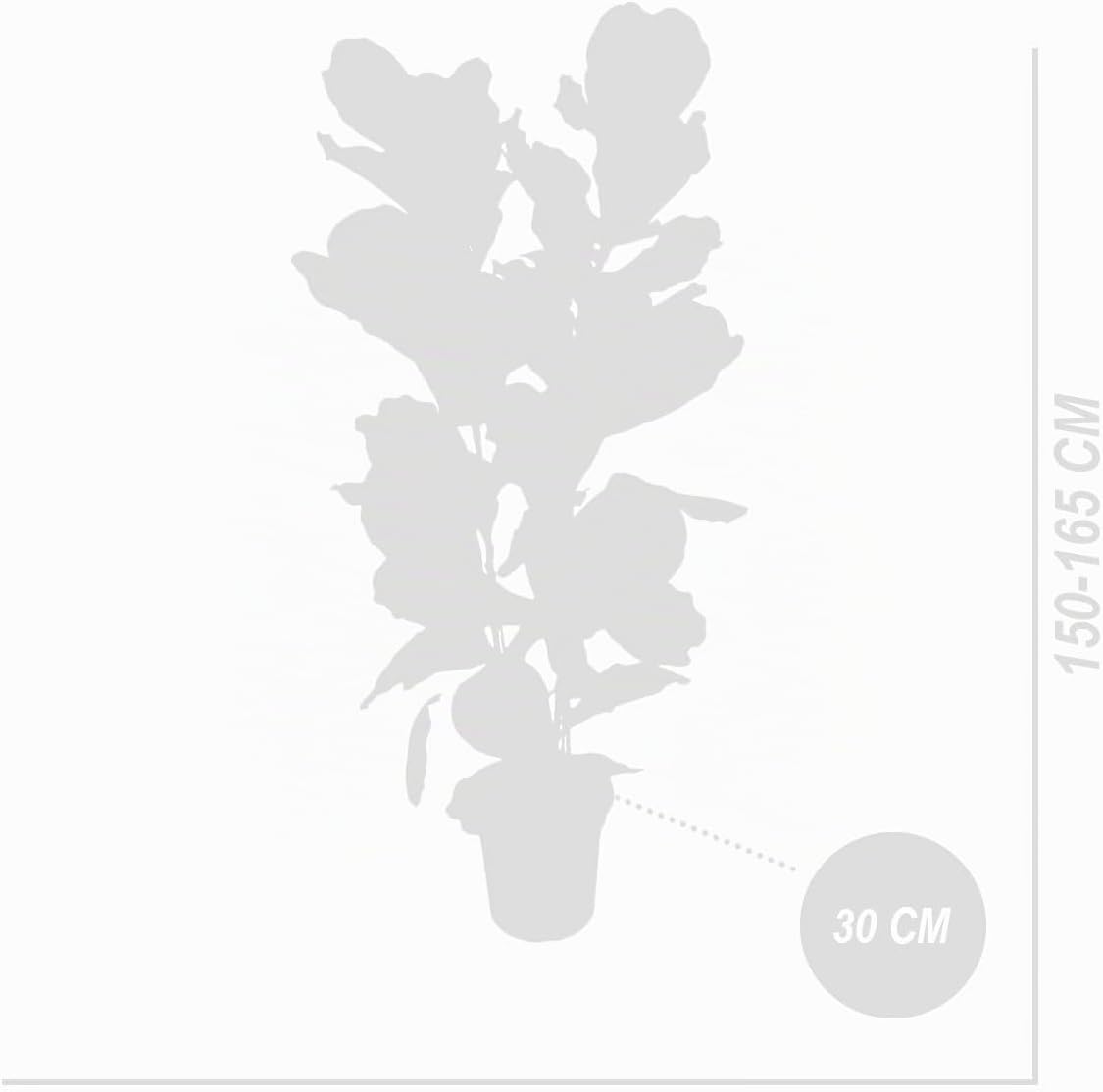 Bloomique - Ficus Lyrata - Violin Leaf - XXL Indoor Plants - Air Purifying - Easy Care - Height 140-160 cm - 30 cm Pot – Bild 7
