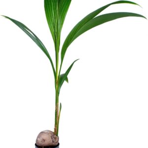 Bloomique - Cocos Nucifera - Coconut Palm - Large Indoor Plants - Easy Care - Pet Friendly - Height 100-120 cm - Pot 19 cm