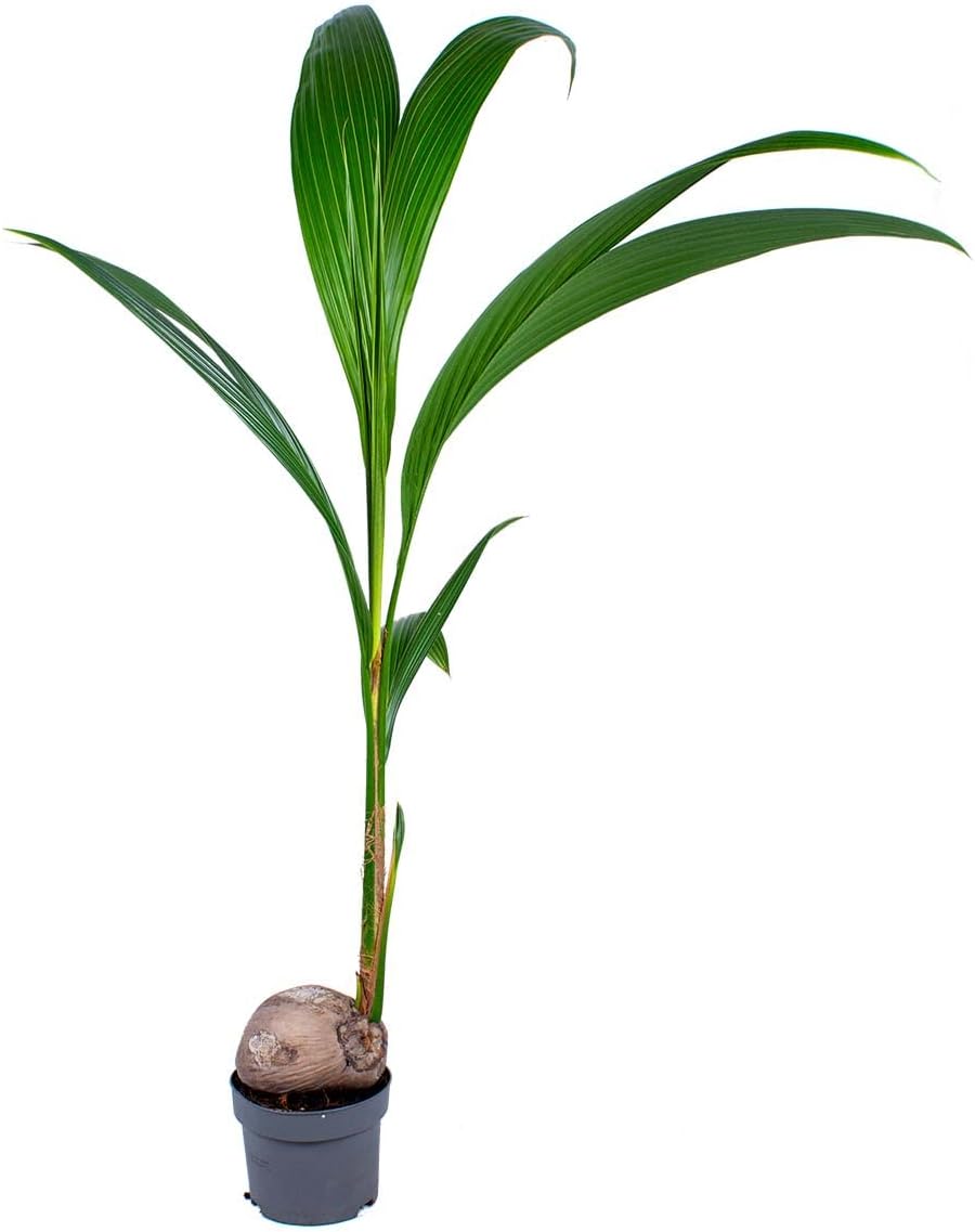 Bloomique - Cocos Nucifera - Coconut Palm - Large Indoor Plants - Easy Care - Pet Friendly - Height 100-120 cm - Pot 19 cm