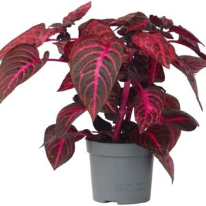 Plant in a Box - Iresine Herbstii - Blood Leaf Red - Indoor Plant - Pot 13 cm - Height 20-30 cm