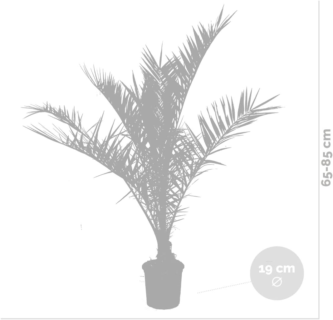 Bloomique - 2er-Set - Phoenix Canariensis - Kanarische Dattelpalme - Palme - Balkonpflanzen Winterhart - Höhe 80-100 cm - Topf 19 cm – Bild 3