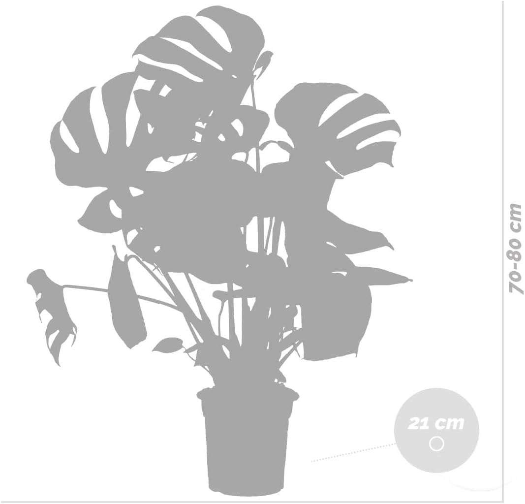 Bloomique - Monstera Deliciosa - Window Leaf - Indoor Plants - Easy Care - Air Purifying - Height 70-80 cm - With Seagrass Basket 21 cm - Pot 21 cm – Bild 5