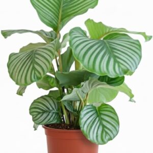 Green boutiQ - Indoor Plant - Basket Marante - Calathea Orbifolia - Green - Easy Care - 1 Plant - Pot 21 cm - Height 60-70 cm