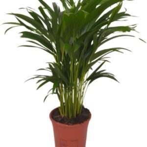 Dypsis Lutescens Golden Fruit Palm Tree Approx. 40-50 cm Diameter 12-15 cm Pot Easy Care Indoor Plants for Home and Office Quality from Professional Plants Ideal Room Greenery