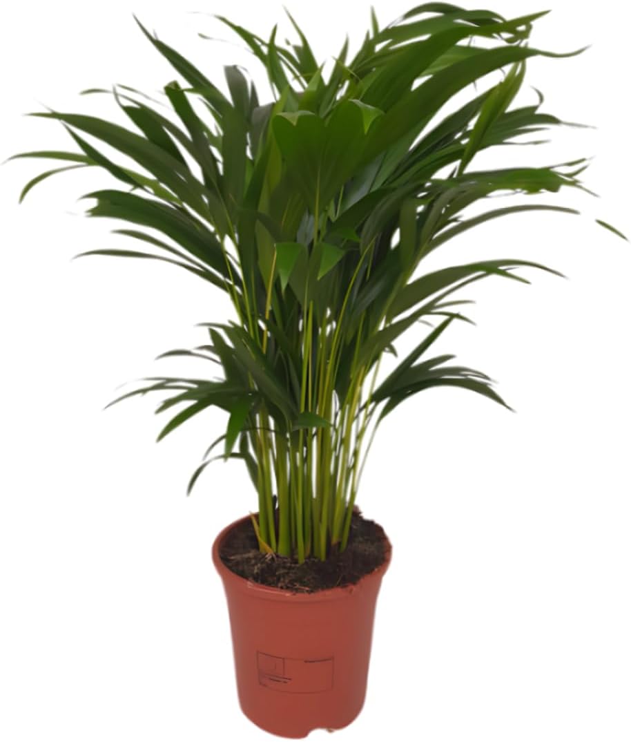 Dypsis Lutescens Golden Fruit Palm Tree Approx. 40-50 cm Diameter 12-15 cm Pot Easy Care Indoor Plants for Home and Office Quality from Professional Plants Ideal Room Greenery