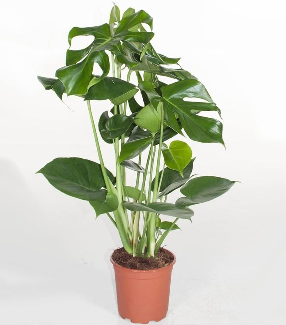 Baldur Garten 1x Monstera Window Leaf Approx. 60-70 cm High – Bild 3