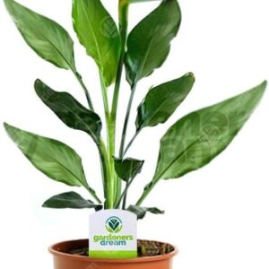Strelitzia - 1 Plant - House/Office Life Indoor Potted Plant Tree in 12 cm Pot