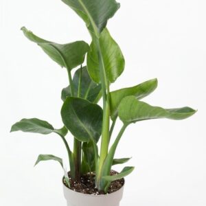 Strelitzia nicolai Bird of Paradise Flower - Tropical Indoor Plant Easy Care 70 cm High