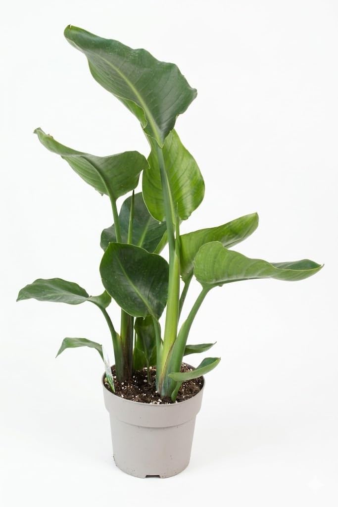 Strelitzia nicolai Bird of Paradise Flower - Tropical Indoor Plant Easy Care 70 cm High