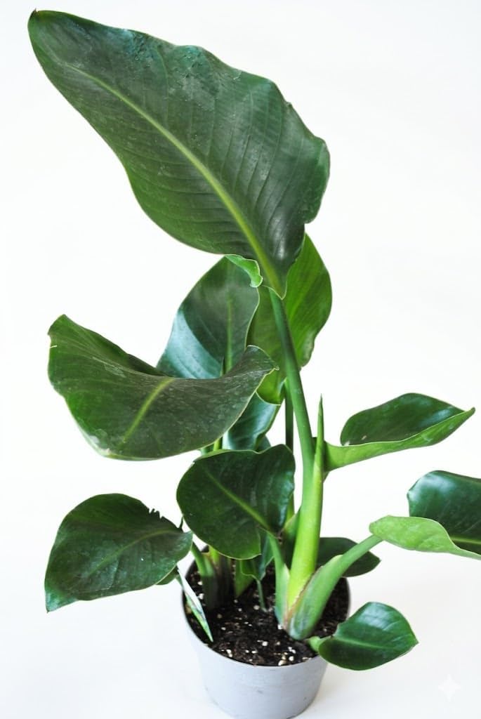 Strelitzia nicolai Bird of Paradise Flower - Tropical Indoor Plant Easy Care 70 cm High – Bild 2