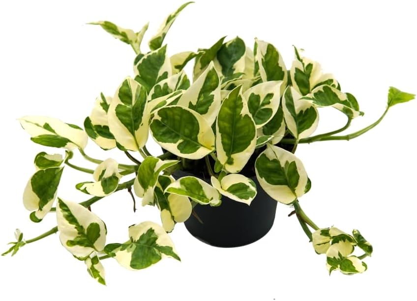 Devil’s Ivy, Scindapsus (Epipremnum Aureum) Variety: N'Joy White Colourful Foliage Vine, Hanging Plant, Air Purifying – Bild 4