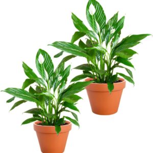 Single Leaf | Set of 2 | Spathiphyllum | Approx. 40-50 cm | Diameter 12-15 cm Pot | Easy Care Indoor Plants for Home and Office | Quality from Plant Professional | Ideal Room Greenery
