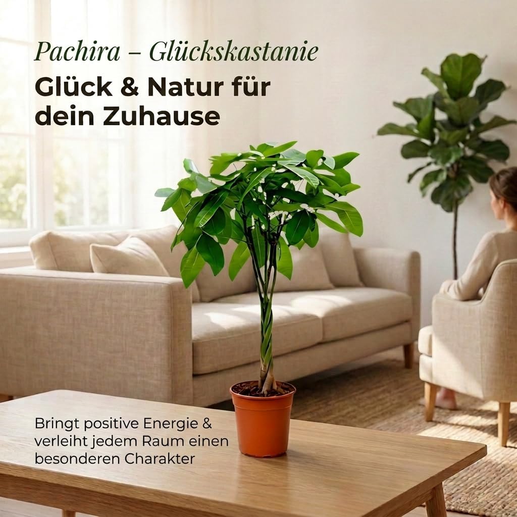 Lucky Chestnut | Pachira | Approx. 40-50 cm | Diameter 12-15 cm Pot | Easy Care Indoor Plants for Home and Office | Quality from Professional Plants | Ideal Room Greenery – Bild 2