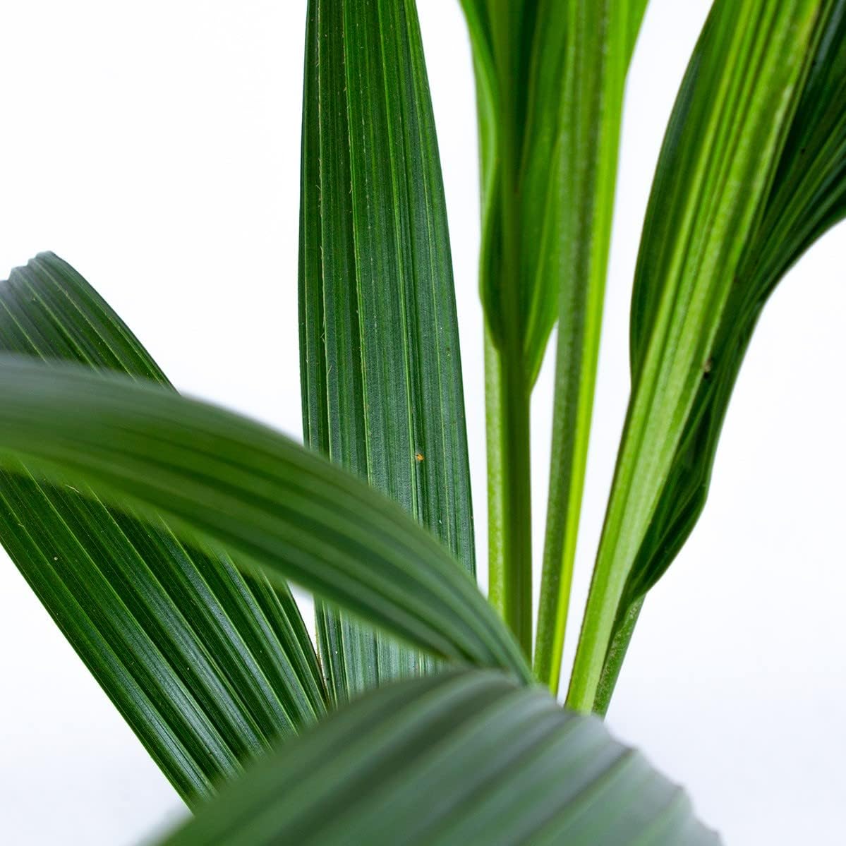 Bloomique - Cocos Nucifera - Coconut Palm - Large Indoor Plants - Easy Care - Pet Friendly - Height 100-120 cm - Pot 19 cm – Bild 3